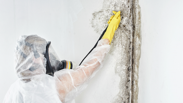 Mold Removal & Remediation